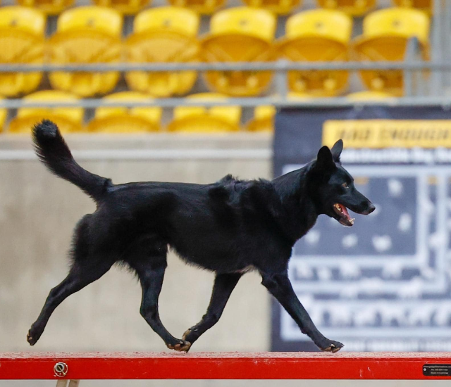 Black dog prances on beam